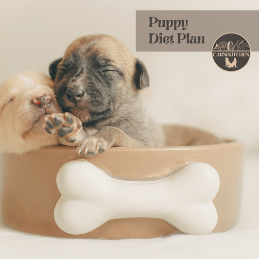 Puppy Diet Plan
